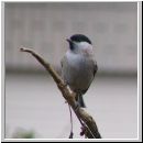 Parus palustris - Sumpfmeise 05.jpg